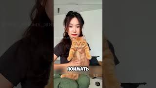 Рост популяции кошек 🐈🐈 животные милыеживотные [upl. by Ahseit]