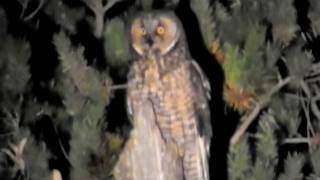 LongEared Owl Manitoba [upl. by Abagail]