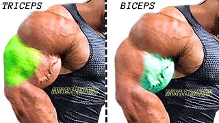 8 Best biceps and triceps AT GYM SUPERSET TRICEPS amp BICEPS [upl. by Irpak]