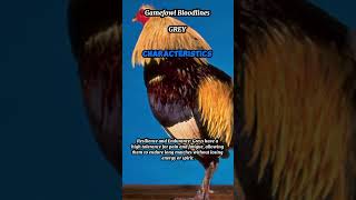 Gamefowl Bloodlines  Grey 2 Characteristics [upl. by Weaver316]