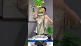 Bamboo is easy to grow and beautifulGreen PlantsOne Flower One Grass One Worldaquarium [upl. by Travis]