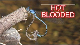 Damselflies Mating and Laying Eggs NARRATED [upl. by Sivrahc]