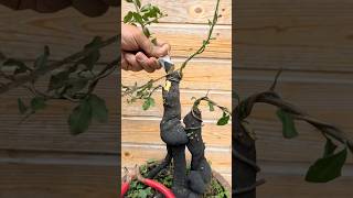 Beautiful Bonsai Works🌳🌲💥520shorts shortsvideo beautifulbonsai art khuebonsai🥰❤️ [upl. by Aicinoid]