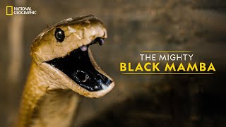 The Mighty Black Mamba  Legends of Venom  हिन्दी  National Geographic [upl. by Drofnas]