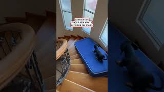 Sausage dog finds new way to get down the stairs 🤣 🎥 ViralHog [upl. by Coy]