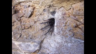 How a Tube Web Spider senses its prey  Funny Reaction [upl. by Fari134]