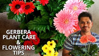 Gerbera Plant Care and Flowering Tips  Tips to Avoid Fungal Attack [upl. by Jane599]