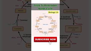 Krebs Cycle  Biology 20 [upl. by Mellar715]