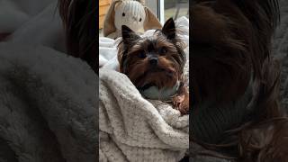 cutedog funnydogs minidoge smalldog yorkshireterrier [upl. by Steffi545]