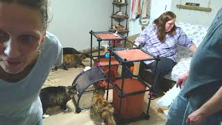 Flea TreatmentsGrooming  Life With 18 Cats [upl. by Debra]