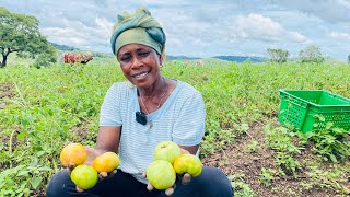 AVDPMAFS boost both the quantity and quality of tomato production in Koinadugu district [upl. by Grey]