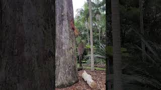 Coffs Harbour Botanical Garden [upl. by Shyamal315]