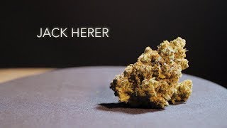 Jack Herer  Strain Review  Nightly Bud [upl. by Dnaletak783]