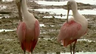 Conservation Connect Roseate Spoonbill [upl. by Majka]