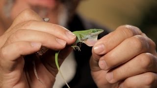 6 Cool Facts about GreenBrown Anoles  Pet Reptiles [upl. by Thorstein]