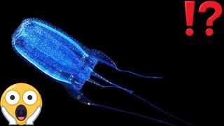 MOST VENOMOUS ANIMALS IN THE OCEAN  CLASS Cubozoa  BOX JELLYFISH [upl. by Terti]