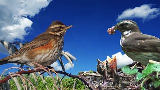 Дроздбелобровик открывает свои тайны  Птицы России  Фильм 60 Turdus iliacus [upl. by Yorztif558]