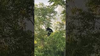 Cades cove Tennessee cadescove tennessee viral blackbears bear [upl. by Ecineg]