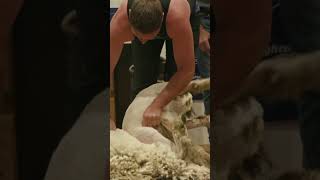 Corriedale Champs shearing sheep wool thesouthernseries worldseriesshearing [upl. by Leaj]