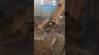 Cyriopagopus longipes female Cambodian Blue Tarantula [upl. by Krucik310]