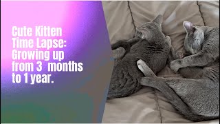 Cute Kitten Time Lapse Growing up from 3 months to 1 year [upl. by Jegger944]