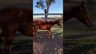 Caboolture Horse Sale “RSR Time Cat” [upl. by Elleirb]