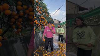 Beautiful Delicious Orange🍊🍊 Fruits amp Rural Farmer Activites satisfying shorts [upl. by Arbas]