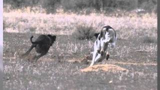 Saluki  Mystic  Open Field Coursing [upl. by Lesnah]