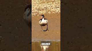 Shelduck [upl. by Mahsih]