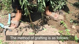 ATPs Outdoor Classroom How to Graft a Fruit Tree [upl. by Nednal]