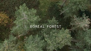 Mammal Hands  Boreal Forest Official Video Gondwana Records [upl. by Tam]