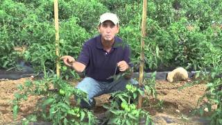 How to Grow Tomatoes Staking [upl. by Geer]