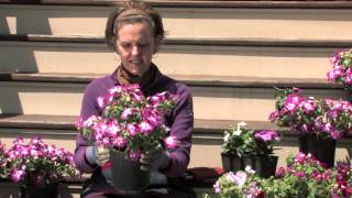 Care and Watering of the Impatiens Plant  More Gardening Advice [upl. by Norvin]