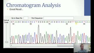 Chromatogram Analysis of 16S Gene after Sanger Sequencing [upl. by Rickie]