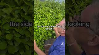 Griselinia littoralis gardeningforbeginners gardening garden plants [upl. by Attirb223]