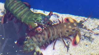 Peacock Mantis Shrimp Paired Up [upl. by Greenebaum816]