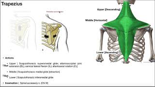 Muscles of the Shoulder Girdle EXPLAINED  Origin Insertion Action amp More [upl. by Notsua]