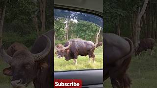 GAUR VIEW FROM NAGARAHOLE TIGER RESERVE FOREST Short reels video [upl. by Otila]