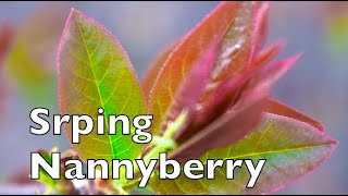 How To Identify Nannyberry In The Spring [upl. by Lig]