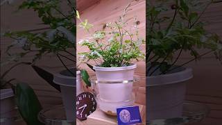 bottom watering plants 2 hours in 12 seconds timelapse indoorplants bottomwatering plants [upl. by Adnolehs]