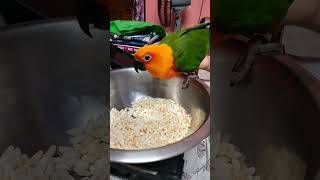 Talking Jenday Conure Geniebirdslove conurelove [upl. by Sabian]