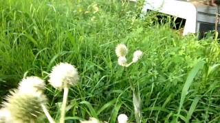 Rattlesnake Master Eryngium yuccifolium part 1 [upl. by Dhruv]