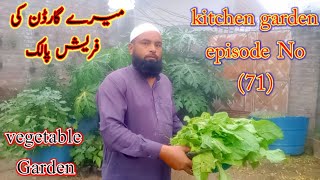 kitchen garden episode No 71mere Garden ki fresh palakvegetable Gardenhome plants 🌵 [upl. by Lody]