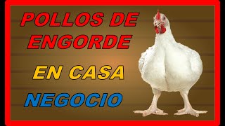 COMO CRIAR POLLOS DE ENGORDE EN CASA PARA NEGOCIO [upl. by Seraphim591]