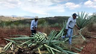 Harvesting Agave Espadin for Mezcal Production in Oaxaca Mexico [upl. by Anaiuq331]