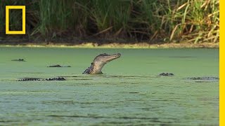 An Alligator’s Gourmet Lunch  Americas National Parks [upl. by Wendalyn]