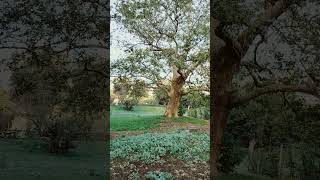 Platanus Orientalis L About 400 years old [upl. by Salohci]