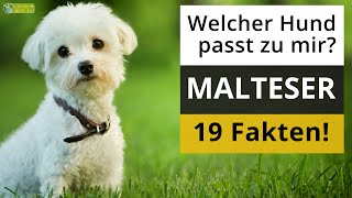 Ist ein Malteser der richtige Hund für mich 19 Fakten über Malteser [upl. by Ellehcyt]