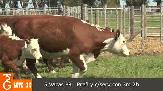 LOTE 15  5 VAQUILLONAS PR PREÑADAS CON SERVICIO Y CON CRIAS 3M  2H [upl. by Enecnarf]