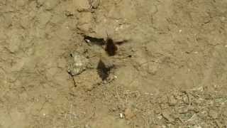 Bee fly laying eggs [upl. by Sophi]